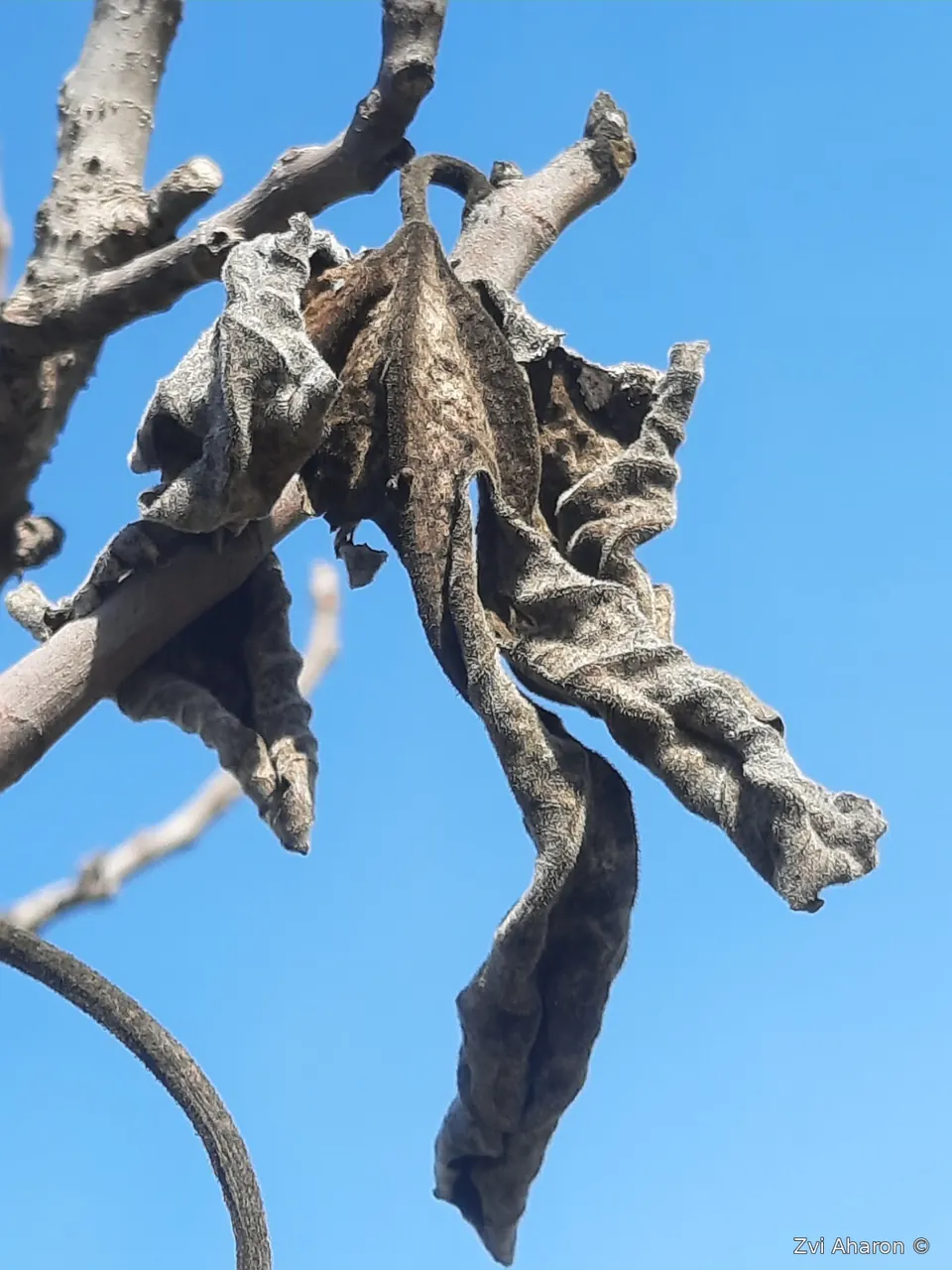 עלים יבשים מקומטים היוצרים צורות דמויות מול שמיים כחולים — צילום אמנותי של צביקה אהרון